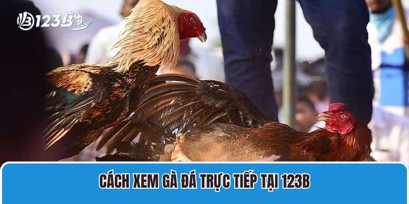 Hướng Dẫn Cách Xem Gà Đá Trực Tiếp Tại Nhà Cái 123B Uy Tín 4 Cách xem gà đá trực tiếp tại 123B