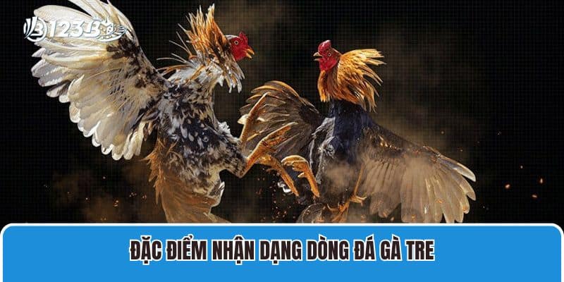 Đá Gà Tre Là Gì? Chia Sẻ Đặc Điểm Nhận Dạng Gà Tre Đá Tốt 2 Đặc điểm nhận dạng dòng đá gà tre