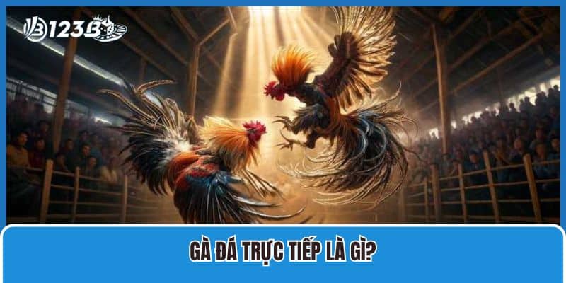 Hướng Dẫn Cách Xem Gà Đá Trực Tiếp Tại Nhà Cái 123B Uy Tín 2 Gà đá trực tiếp là gì?