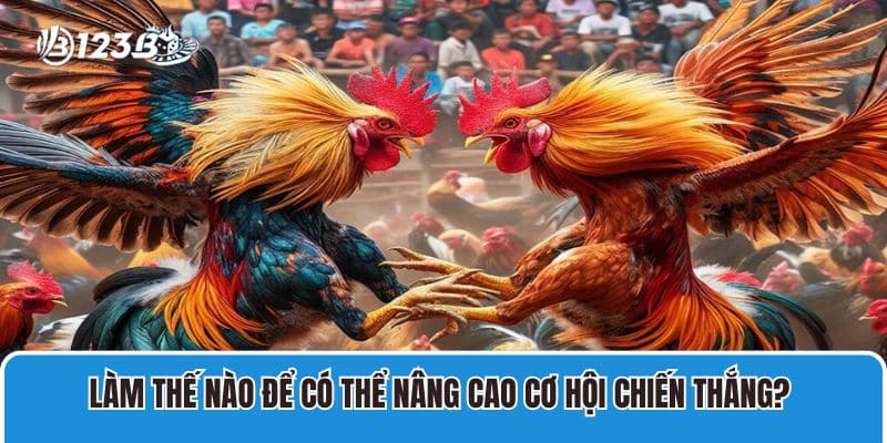 Đá Gà Tre Là Gì? Chia Sẻ Đặc Điểm Nhận Dạng Gà Tre Đá Tốt 4 Làm thế nào để có thể nâng cao cơ hội chiến thắng khi cá cược gà tre?