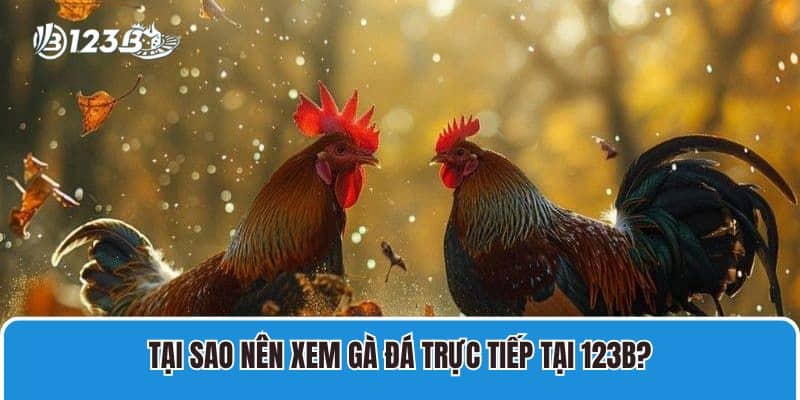 Hướng Dẫn Cách Xem Gà Đá Trực Tiếp Tại Nhà Cái 123B Uy Tín 3 Tại sao nên xem gà đá trực tiếp tại 123B?